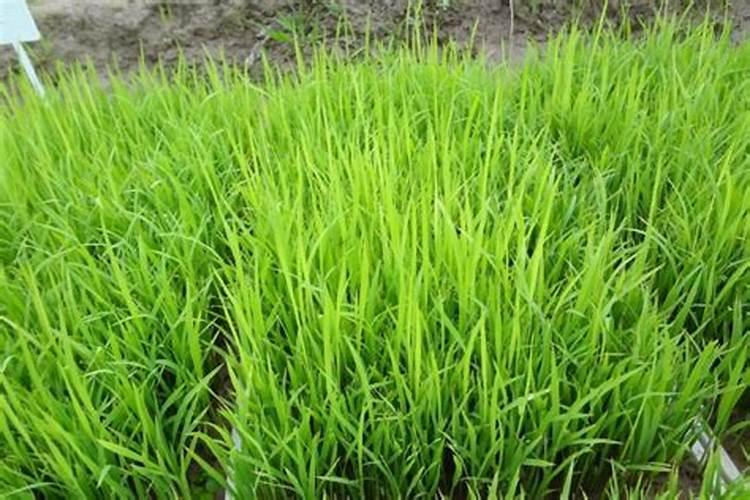 水稻怎样施肥