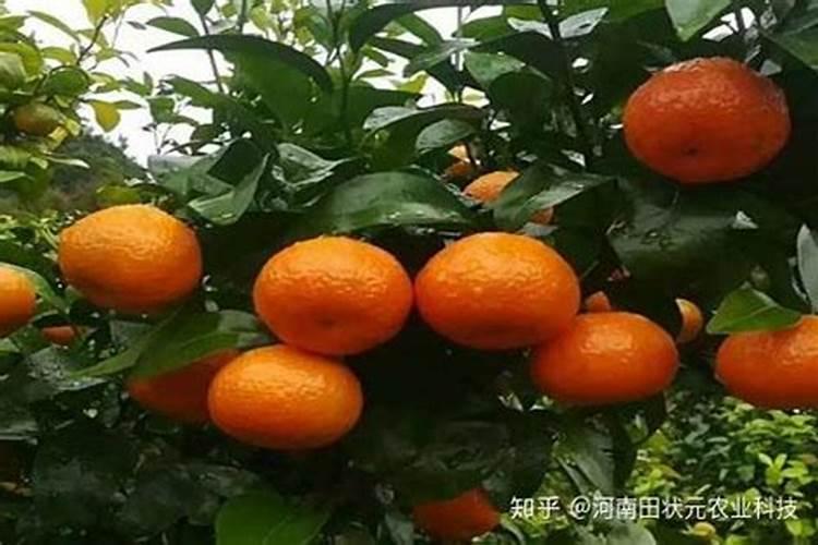 柑橘生长需要哪些肥料(橘子全年科学施肥时期和方案)