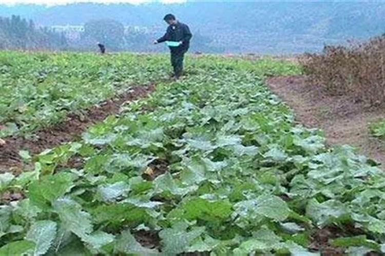 草莓开花期用什么肥料好