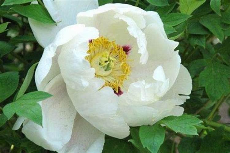 芍药花发芽后不生长原因