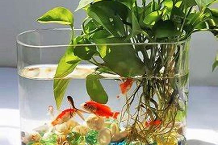 桃树施什么肥好