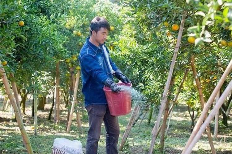 柑橘几月份施钾肥好 最佳使用时间