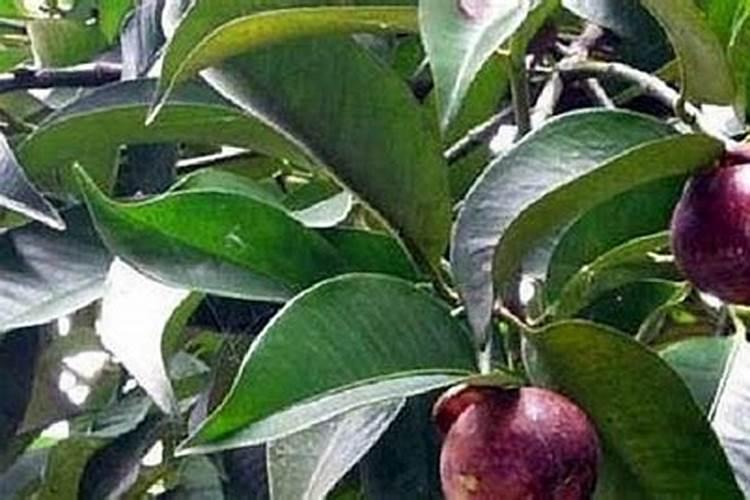 山竹果树施什么肥料