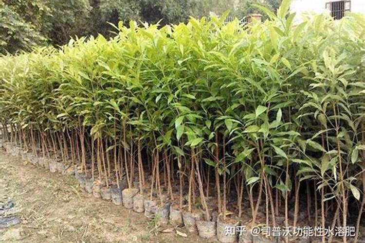 山竹果树种植技术