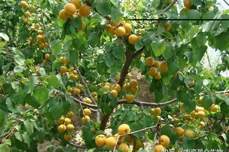 芮力复合高纤多肽粉固体饮料能有效减肥吗？