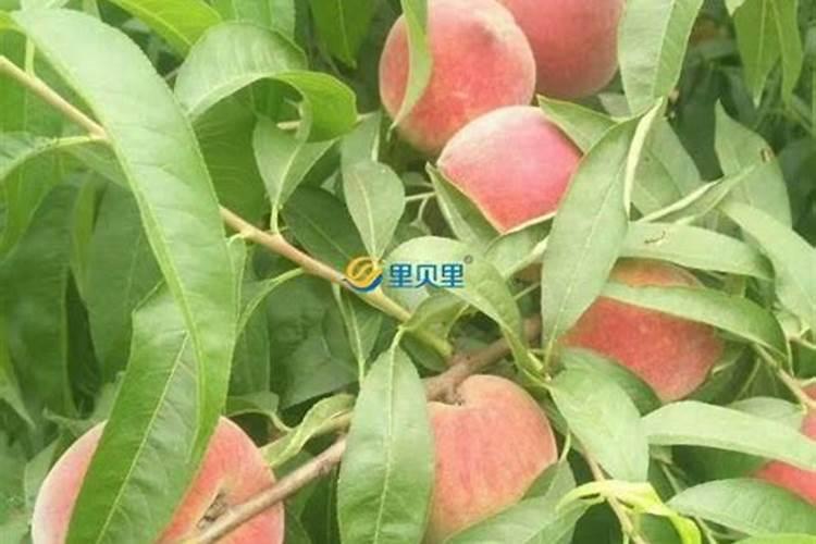 桃树什么时候施肥最好