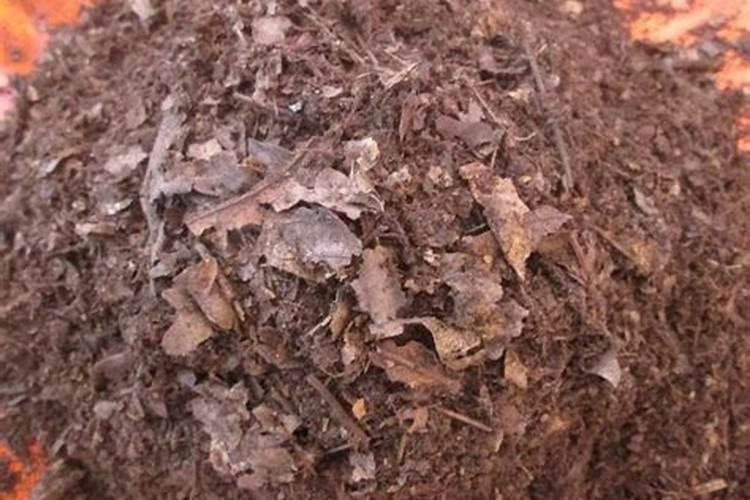 刚刚移栽的樱桃树可以使用叶面肥吗？怎样使用？