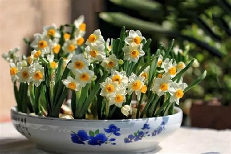 苹果树能打芸乐收叶面肥吗？