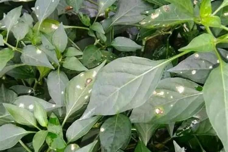 新贝增盖牌木糖醇钙片效果怎么样。。女士用的