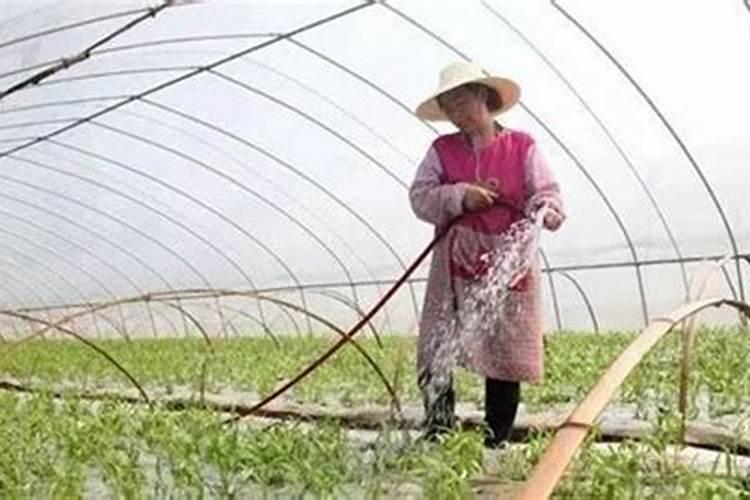 请问一亩苹果树需要多少水溶肥？