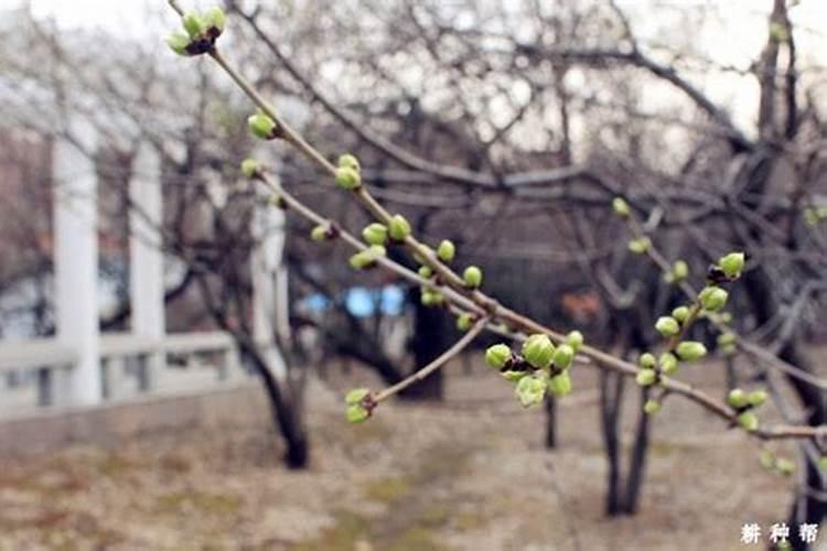 梨树施肥多常时间浇地合适