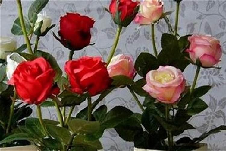 玫瑰花需什么肥料