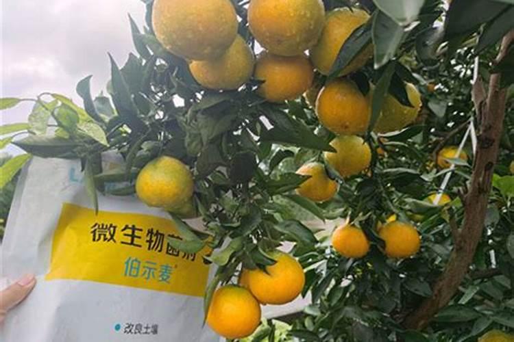 柑橘用什么水溶肥好