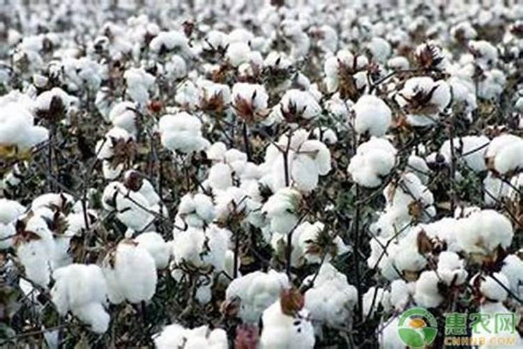复合肥中氮磷钾含量分析