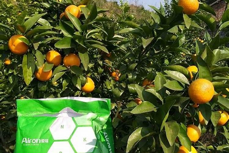 芸苔素在玉米上的最佳使用时间和使用方法
