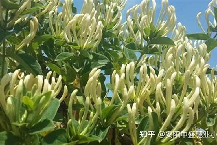 金银花施什么肥