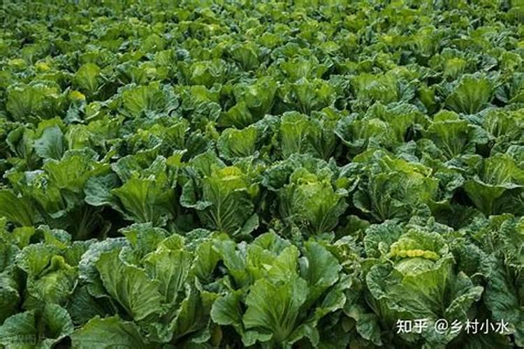白花菜的种植管理方法有哪些？农村种植白花菜,要注意什么？