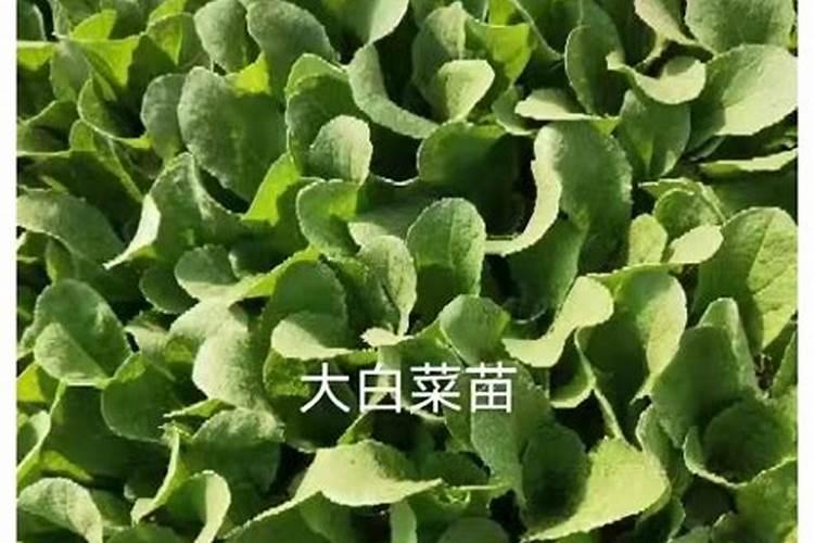 大白菜可以追尿素吗