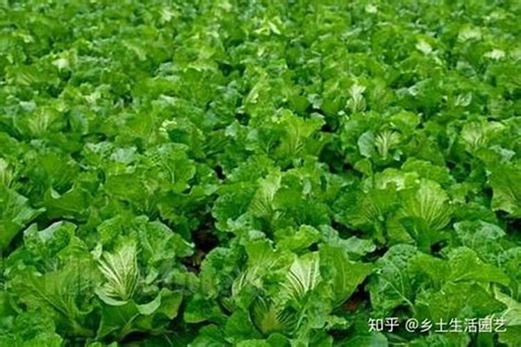 大白菜施什么肥比较好
