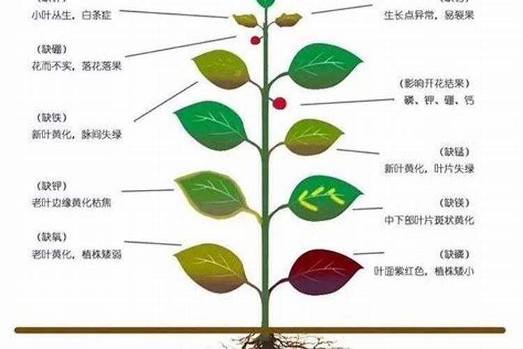 芸苔素在玉米上的最佳使用时间和使用方法