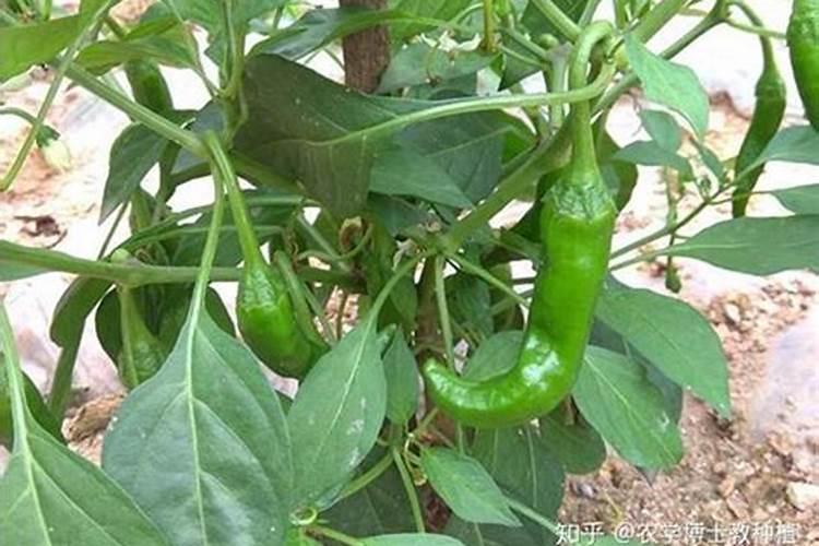 中微量元素肥料有哪些