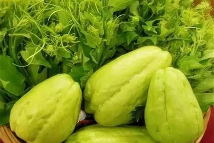佛手瓜苗变成白色？而且部分叶子开始枯萎是怎么回事？