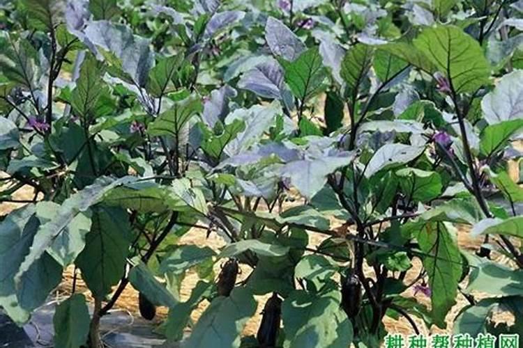 如何延长茄子的采收期 茄子有哪些高产小技巧