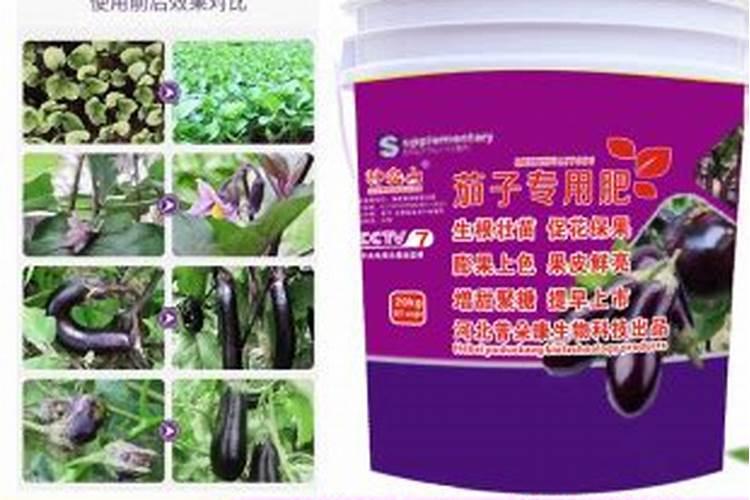 如何区分茄子黄萎病和生理性萎蔫？茄子萎蔫怎么用药能防治