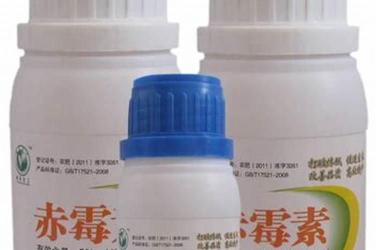 芒果膨果的最佳配方