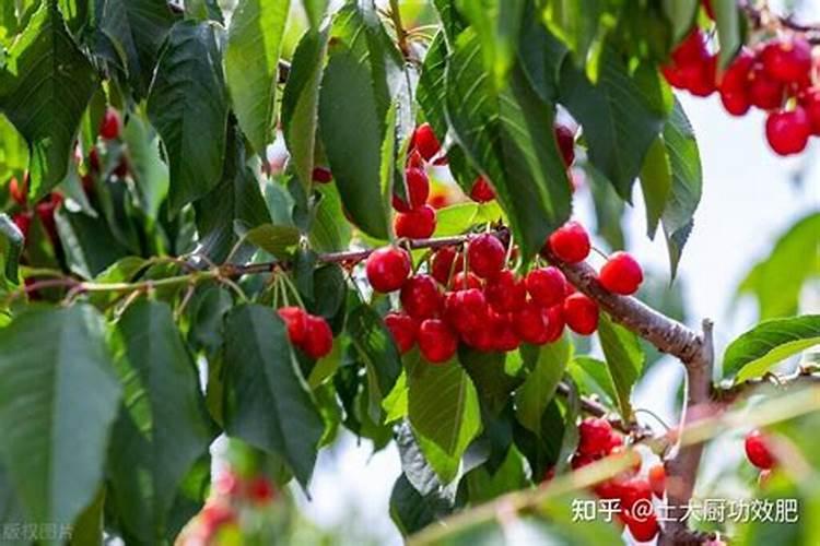 大樱桃树施什么肥？
