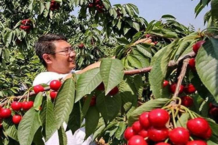 大樱桃树盛果期施肥的方法有什么？什么时间施肥最合适？