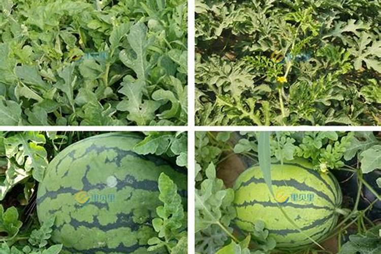 种植西瓜用什么肥料最佳