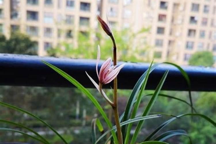 五月兰花出芽如何施肥？花盆里都是芽