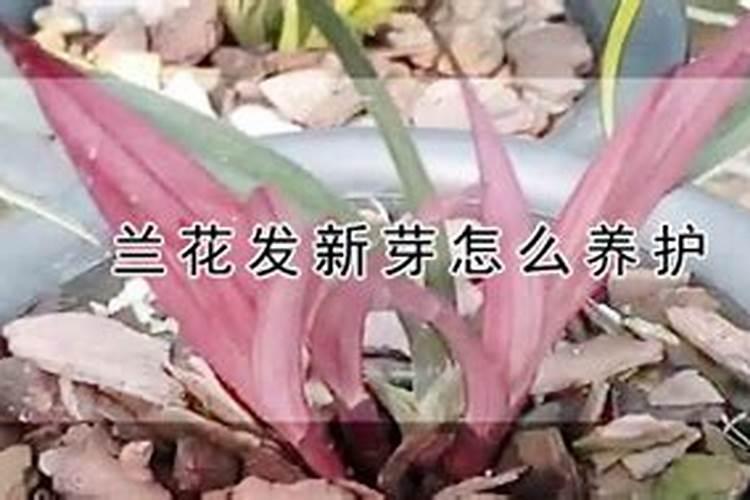 怎么让兰花多发芽,用什么肥
