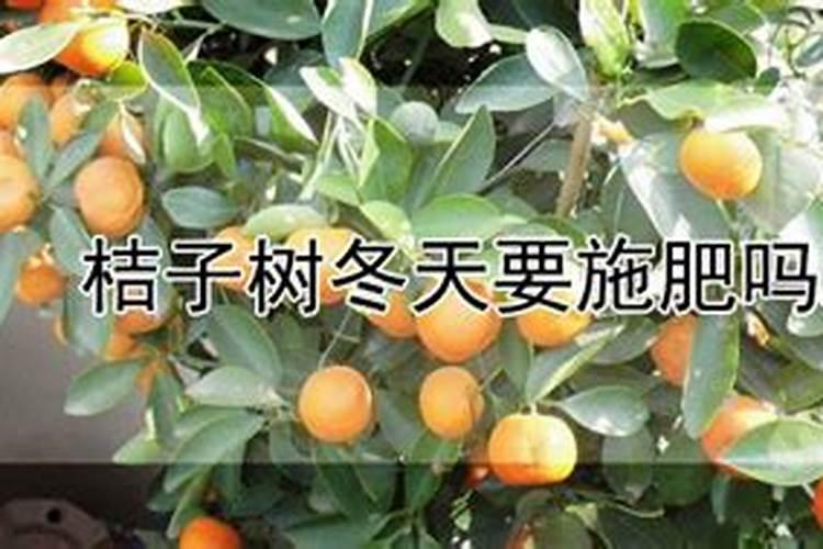 水培植物用什么肥料叶子绿最有效果 水养加什么肥长得快