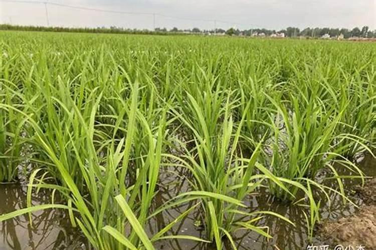 水培植物用什么肥料叶子绿最有效果