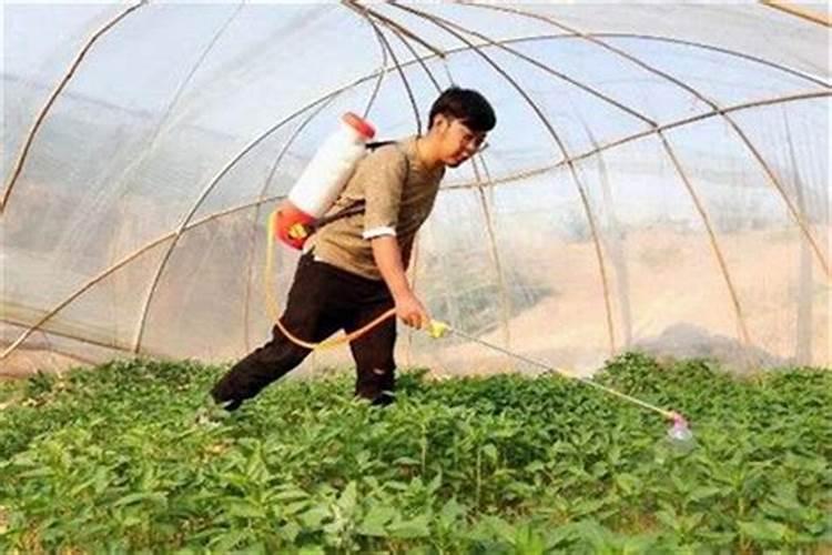 什么叶面肥能使叶子快速变绿变厚？