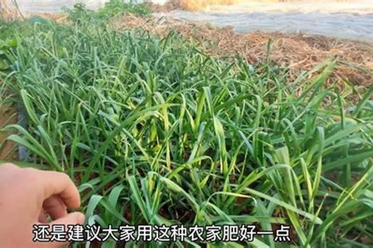 中微量元素肥料有哪些