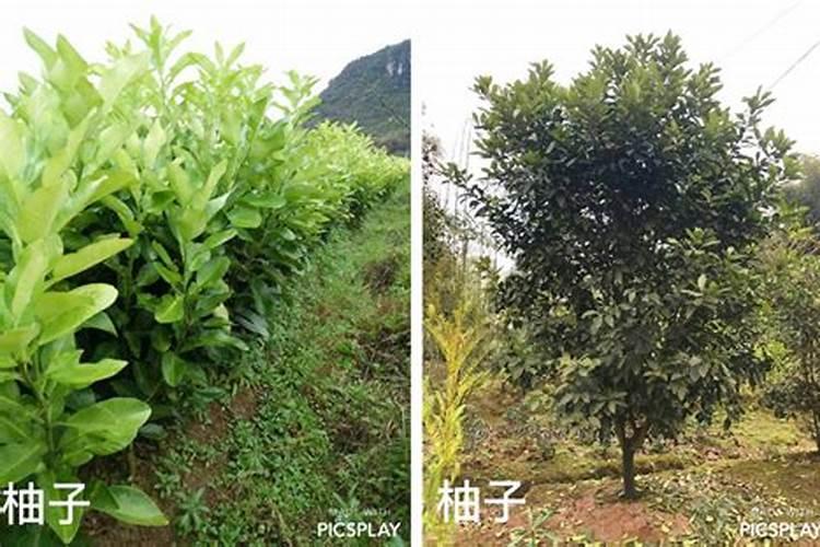 柚子树施什么肥最好柚子树施什么肥