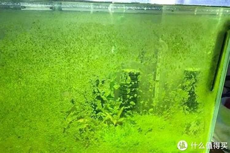 盆栽睡莲施什么肥最好