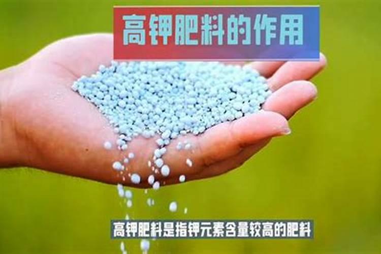西瓜坐果后还要打枝吗