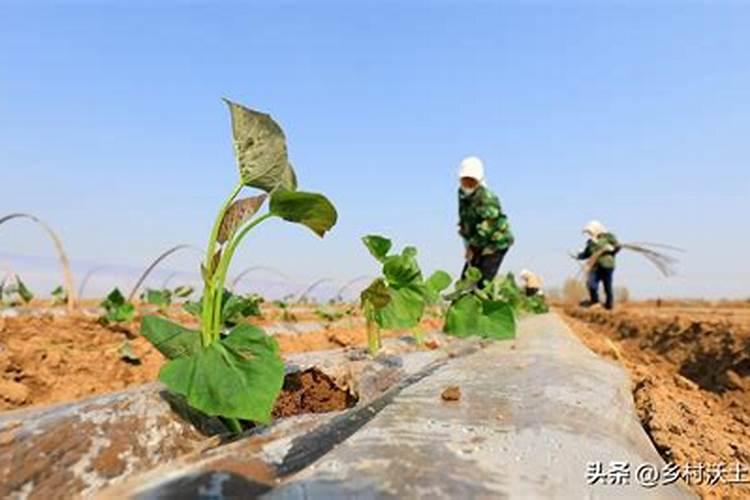 西瓜坐果后侧枝还要修剪吗