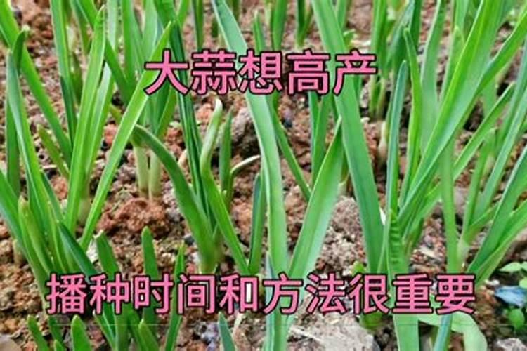 种大蒜用什么肥料好