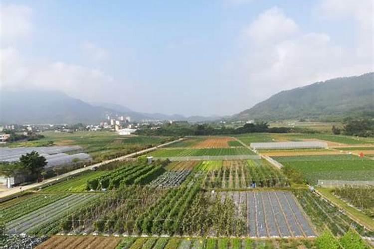 有机蔬菜的种植技术是什么