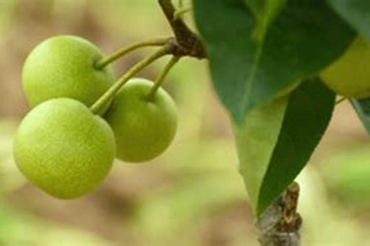 花卉叶面肥多久喷一次比较好 叶面肥打多了有害吗