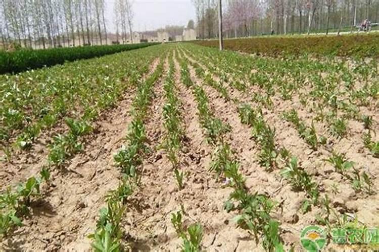 西瓜挂果后施什么肥,挂果后怎么浇水