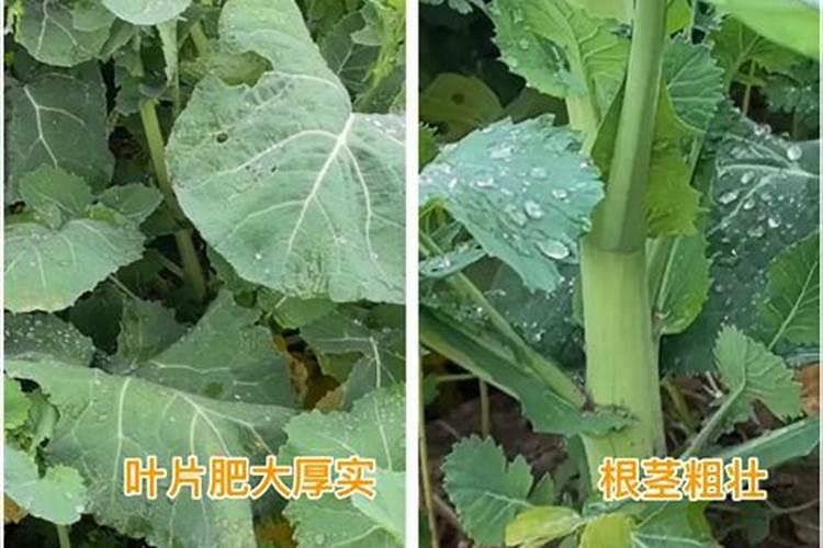 油菜苗期发黄叶子可以用快绿和生根剂还有硼肥和磷酸二氢钾吗？