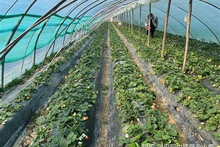 海藻精对植物的作用(肥料海藻精使农作物提早成熟提高产量)