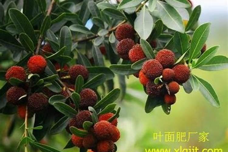 西瓜坐果期能不能浇水