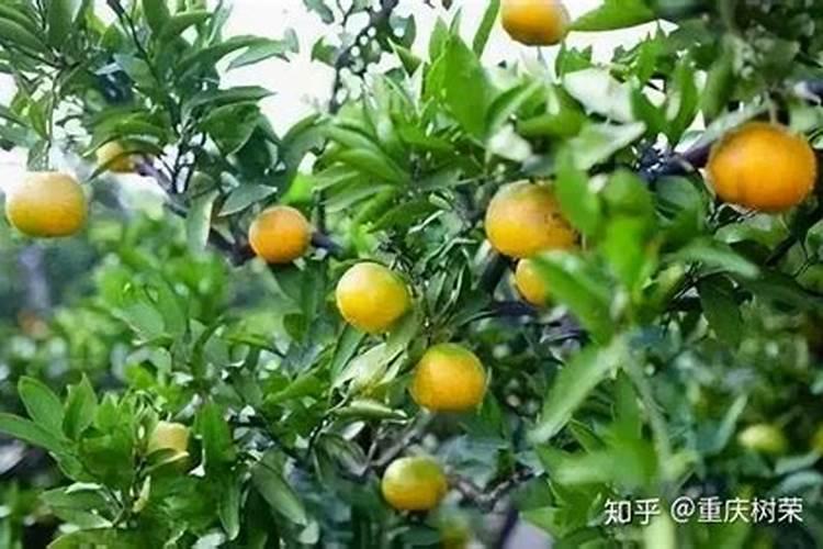 西瓜浇水的正确方法